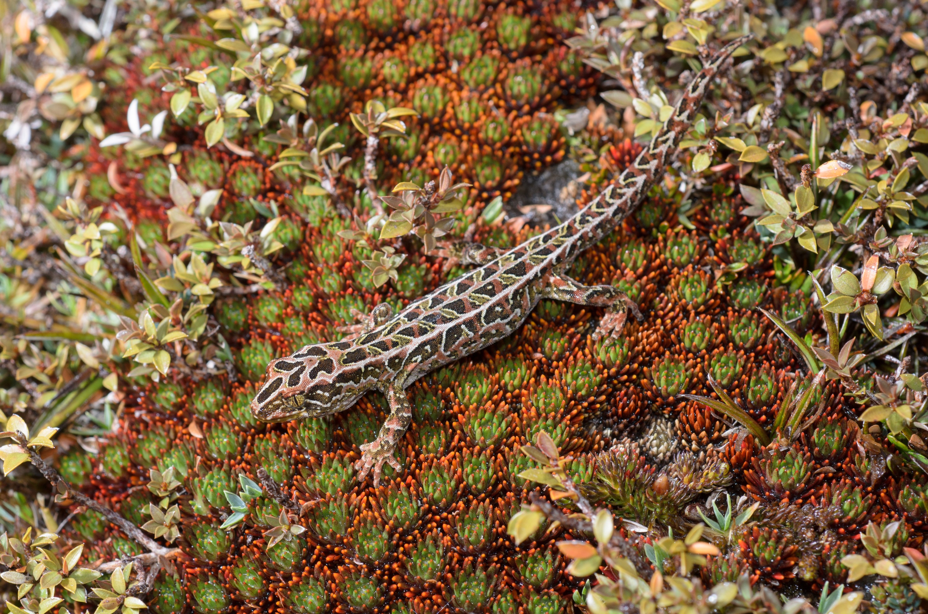 DSC_2791 – Adventure, Crispin, Hoplodactylus, Island, March 2017, National Park, New, New Zealand, Rakiura, South, Stewart, Tukutuku rakiurae, Zealand, amazing, gecko, harlequin gecko, rare, stunning